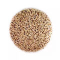 Wheat seeds