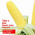Yellow corn seeds